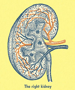An illustration of a kidney.