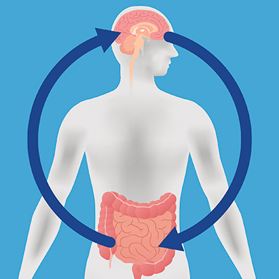 diagram of a human silhouette with arrows in a circle going from the brain to the gut and then an arrow going from the gut to the brain. 