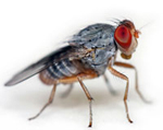 COME OUT SWINGING: Edward Kravitz's research team has found that during half–hour fights, fruit flies average 27 encounters of 11 seconds each. The skirmishing flies move so quickly that the researchers need slow–motion instant replay to score them. <br/>Photo by Arlindo71/istockphoto.com