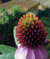 Echinacea </br>Photo credit: Jake Miller 