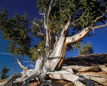 SURVIVOR: Bristlecone pines can thrive for thousands of years in arid, high-altitude landscapes by following what some might consider a botanical version of calorie restriction.<br/>Photo by Scott T. Smith/Corbis