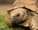  SLOW BURN: Some tortoise species live 150 years or more.<br/>Photo by stock.xchng