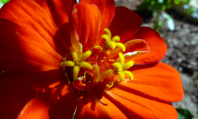 Countway Garden