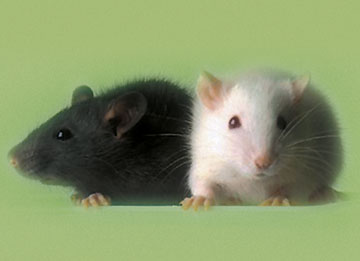 Photo by Bill Branson, National Institutes of Health