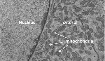 Mitochondria, organelles on the right, interact with the cell's nucleus to ensure a healthy, functioning cell. Image by Ana Gomes