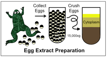  African clawed frog (Xenopus laevis) egg-extract preparation involves collecting unfertilized eggs, crushing them, and separating out fractions of the cytoplasm through centrifugation, a process that divides membranes, organelles and cytoplasm by density. Image: Mitchison Lab