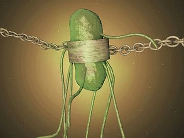 Scientists have genetically recoded a strain of
      <I>E. coli</i> to depend on a synthetic amino acid so
      the bacteria can’t survive outside the lab. Image: Jennifer
      Hinkle