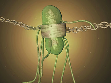 Scientists have genetically recoded a strain of <I>E. coli</i> to depend on a synthetic amino acid so the bacteria can’t survive outside the lab. Image: Jennifer Hinkle