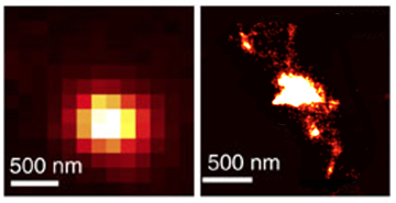 Conventional (left) and STORM (right) images depict the same field of view at the same magnification within a cell. STORM reveals two loop-like protrusions in the cell’s genetic material. Image: Alistair Boettiger, Zhuang lab