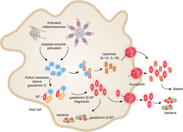 Graphic representation of the cascade from inflammasome activation through pyroptosis and bacterial death. Image: Xing Liu and Youdong Pan