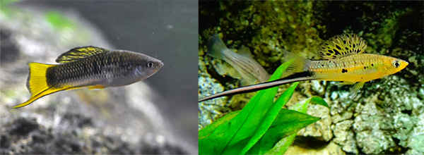 A male highland swordtail (Xiphophorus malinche), left, and a Montezuma swordtail (Xiphophorus montezumae), right. Images: Dan Powell (left), cedricguppy/Wikimedia Commons