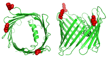 The VDAC3 mitochondrial pore is ubiquitylated on 3 lysine residues, shown in red, on the cytoplasmic surface on mitocohndria. The membrane protein makes a channel through which molecules can be transported. Ubiquitylation could potentially affect this trafficking. Image courtesy of the Harper Lab.