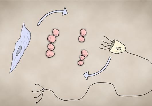 illustration of a nerve cell, a macrophage, and bacteria
