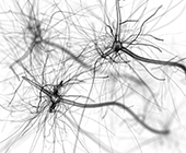 neuron cell network on white