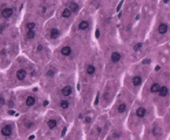 microscope view of normal gut bacterium in mouse