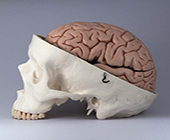 model of human brain and skull