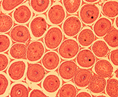 microscopic view of human testis tissue