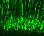 S1 neurons descend from the somatosensory cortex toward the spinal cord’s dorsal horns