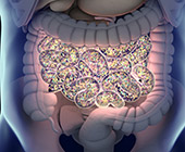 illustration of human gut