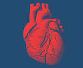 illustration of the heart