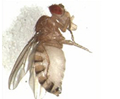 fruit fly with cancer cachexia characteristics