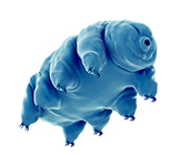 tardigrade