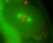 improperly organized chromosomes