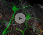 neurons