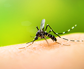 mosquito
