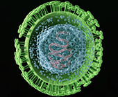 herpes virus