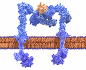 The insulin receptor (blue) detects insulin (yellow) at the cell surface