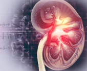 cross-section of kidney