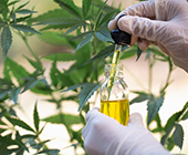 cannabis plant and oil