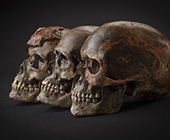 Three brown skulls against a dark background