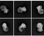 structure of NLRP3