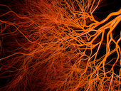 Stylized image of blood vessels
