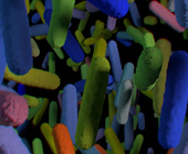 3D illustration of gut bacteria