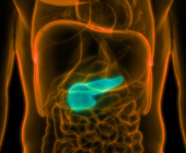 illustration of pancreas glowing green in a transparent body