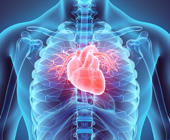colorful x-ray illustration of a heart in human rib cage
