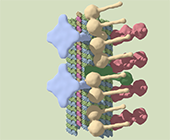 Illustration shows microtubule in green, and other vertebrae-like protein studs in pink, blue and beige