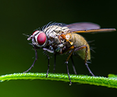 closeup photo of a fruit fly on a leaf
