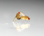 Photo of two fruit flies mating.