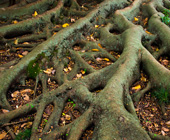 photo of tree roots
