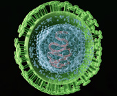 illustration of the HSV virus