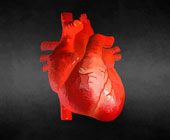illustration of the heart colored red