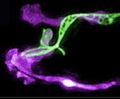 Microscopy image showing long glia in purple with long green neuron