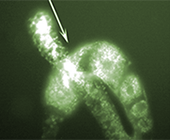 colorized black and white microscopy of worms showing white activity in a worm