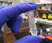Hand with purple lab glove holding vial with a sample of coronavirus spike proteins