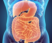 digital illustration of human digestive system
