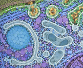 An illustration of autophagy
